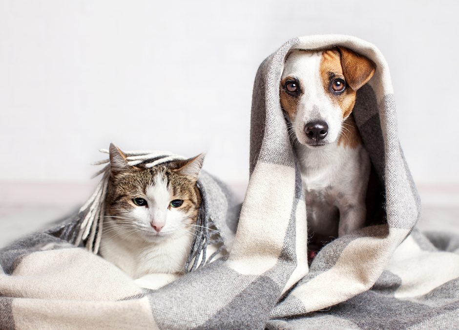 Tips To Survive Winter